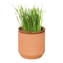 Load image into Gallery viewer, Tiny Terracotta Pet Grow Kits: Curious Catnip