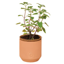Load image into Gallery viewer, Tiny Terracotta Pet Grow Kits: Curious Catnip
